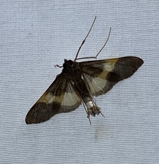 Diaphania