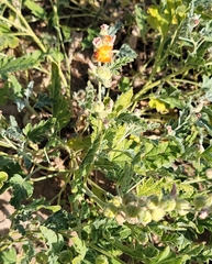 Sphaeralcea hastulata