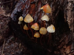 Mycena crocata