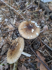 Amanita pantherina