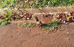 Sciurus aestuans