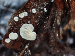 Fungi