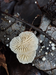 Fungi
