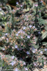 Echium italicum biebersteinii