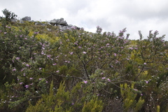 Podalyria calyptrata