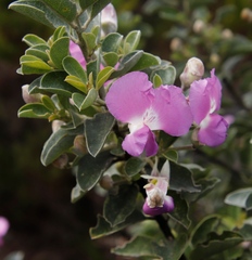 Podalyria calyptrata