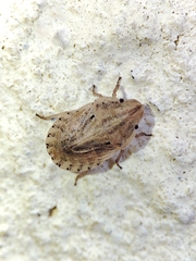 Sciocoris sulcatus