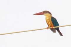 Pelargopsis capensis