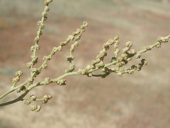 Atriplex verrucifera