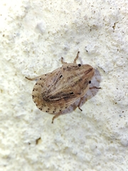 Sciocoris sulcatus