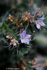 Echium italicum biebersteinii
