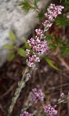 Amphithalea ericifolia