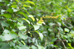 Mallotus repandus