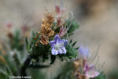 Echium italicum biebersteinii