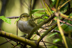 Phylloscopus sibilatrix