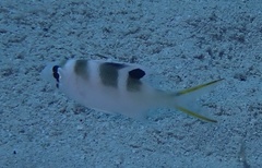 Monotaxis grandoculis