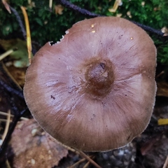 Pluteus