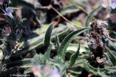 Echium italicum biebersteinii