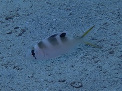 Monotaxis grandoculis