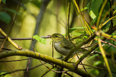 Phylloscopus sibilatrix