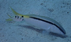 Monotaxis grandoculis