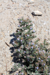 Echium italicum biebersteinii