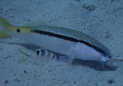 Monotaxis grandoculis