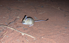 Notomys alexis