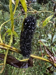 Hypercompe scribonia