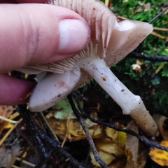 Pluteus