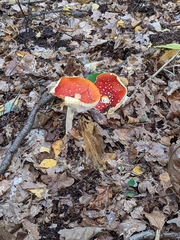 Amanita muscaria