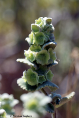 Pseudodictamnus acetabulosus