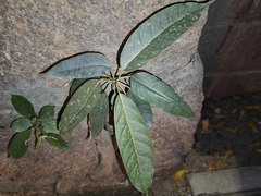Ficus virens