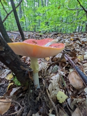 Amanita muscaria