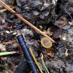 Sclerotinia