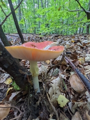 Amanita muscaria