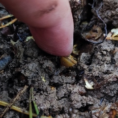 Sclerotinia