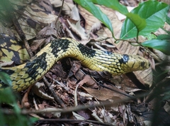 Spilotes pullatus