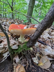 Amanita muscaria