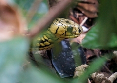 Spilotes pullatus
