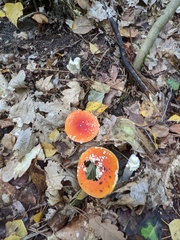 Amanita muscaria