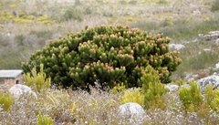 Mimetes fimbriifolius