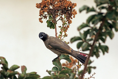 Pycnonotus xanthopygos