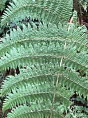 Dryopteris peranema