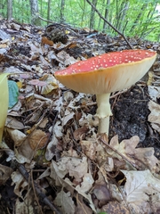 Amanita muscaria