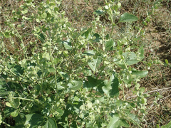 Atriplex micrantha