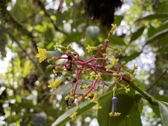 Palicourea corniculata