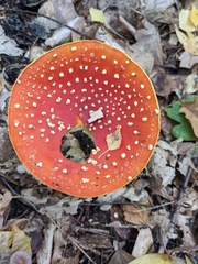 Amanita muscaria