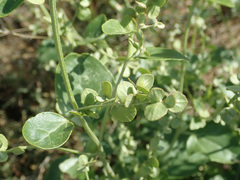 Atriplex micrantha