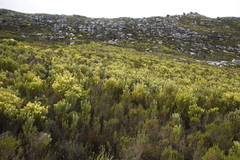 Leucadendron xanthoconus